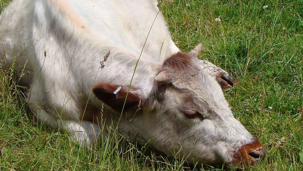 Классификация маститов у коров
