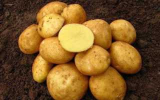 Китайское суперраннее чудо — картофель «киранда»: описание сорта и фото