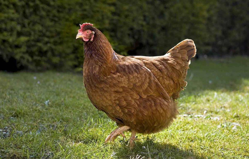 Род-айленд – популярная мясо-яичная порода  кур