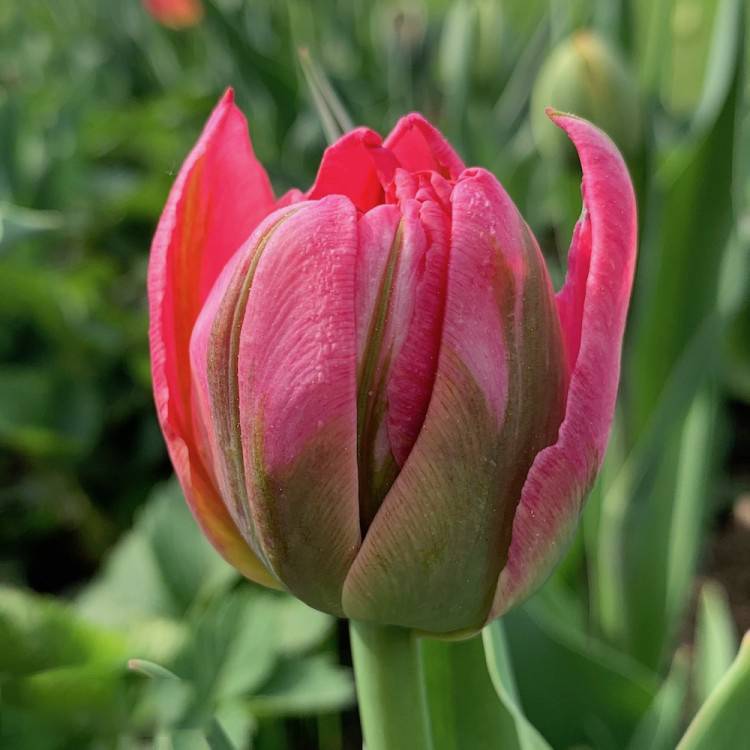 Тюльпан шренка (17 фото): краткое описание вида. где растет? почему тюльпаны шренка называют тюльпанами геснера?
