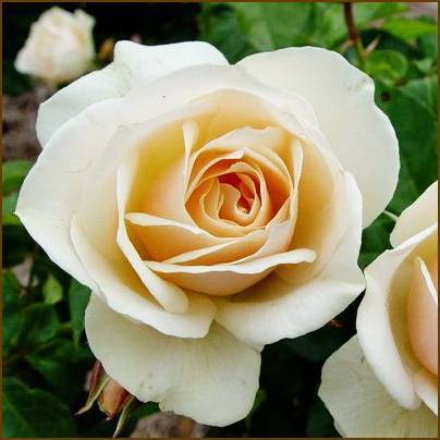 Роза мари кюри: описание сорта, посадка, уход