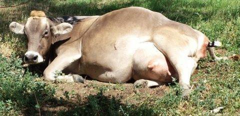Признаки отела коровы (35 фото): первые предвестники начала родов. как ведет себя корова? как узнать, как скоро она будет телиться?