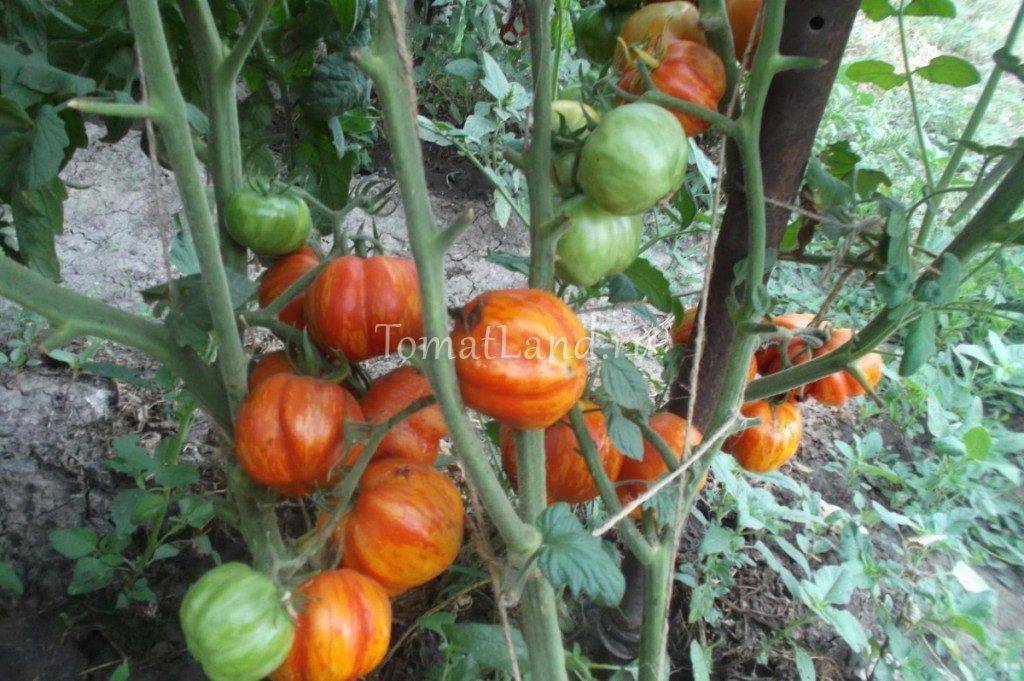 Томат алый мустанг: характеристика и описание сорта, отзывы тех кто сажал помидоры и фото урожайности