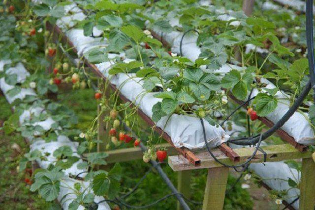 Технология и правила выращивание клубники голландским методом в закрытом грунте