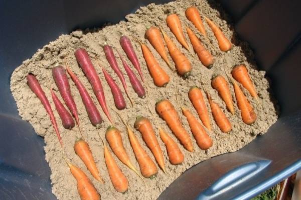 Способы хранения моркови на зиму: технологии консервации в домашних условиях в золе, в кессоне, в пищевой пленке, в вакуумной упаковке, в газетах и другие