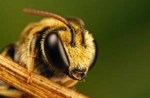 Урок зоологии: сколько глаз имеется у пчелы