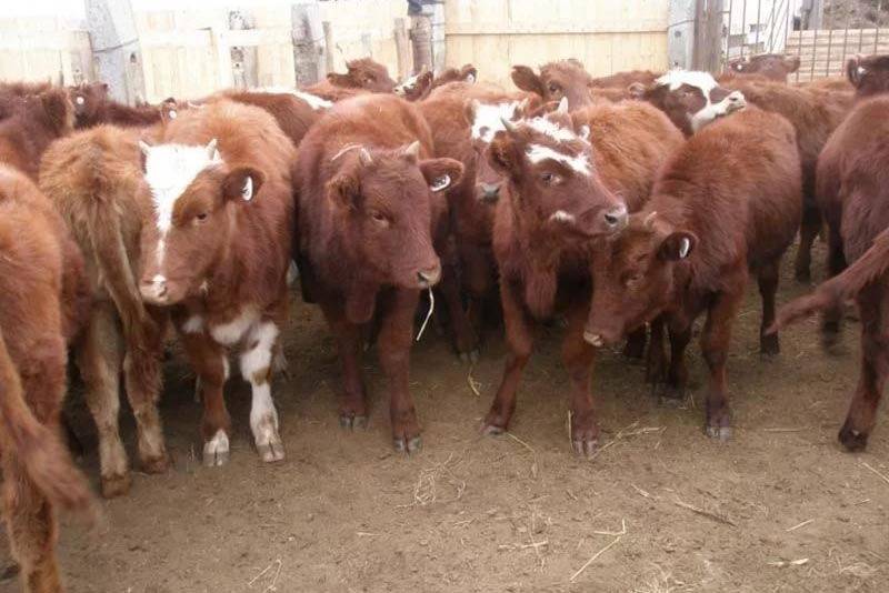 Диктиокаулёз крупного рогатого скота: симптомы и лечение