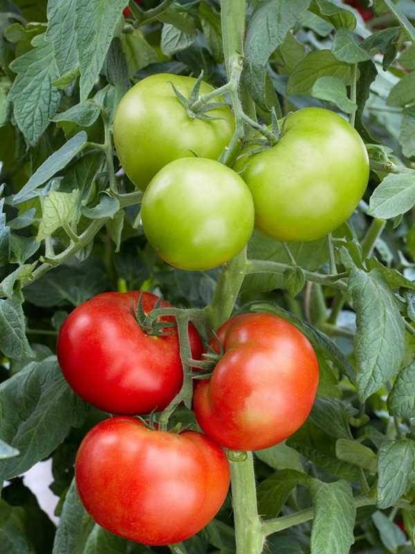 Сорт для детей и взрослых — томат сахар белый: описание помидоров и советы по их выращиванию