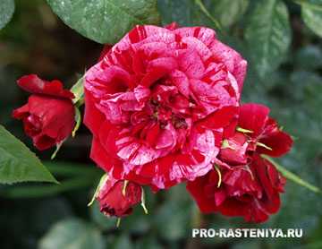 Описание и характеристики роз сорта никколо паганини, правила посадки и ухода