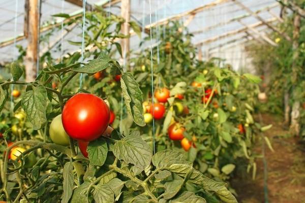 Выбираем низкорослые сорта помидоров