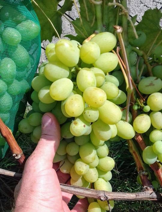 Описание винограда сорта «ланселот»: характеристики, фото, видео, отзывы