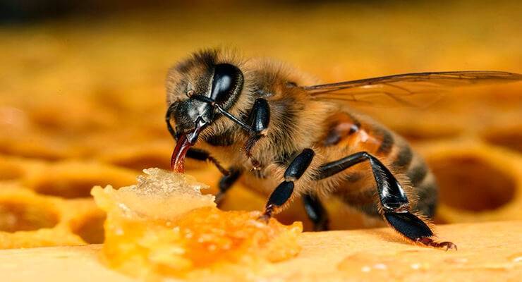 Использование ноземацида для пчел