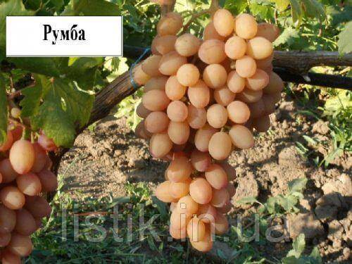 Сорт винограда «румба»