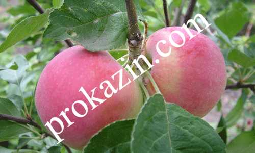 Колоновидные персики и нектарины: выбор сорта и рекомендации по выращиванию