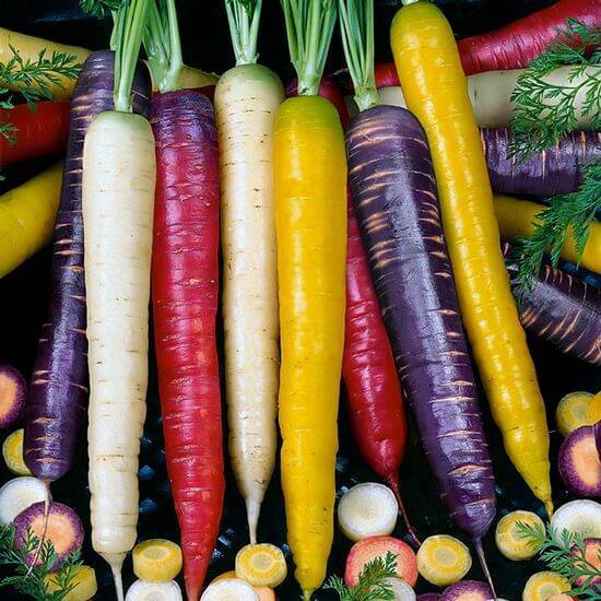 Семена моркови – лучшие сорта для вашего региона
