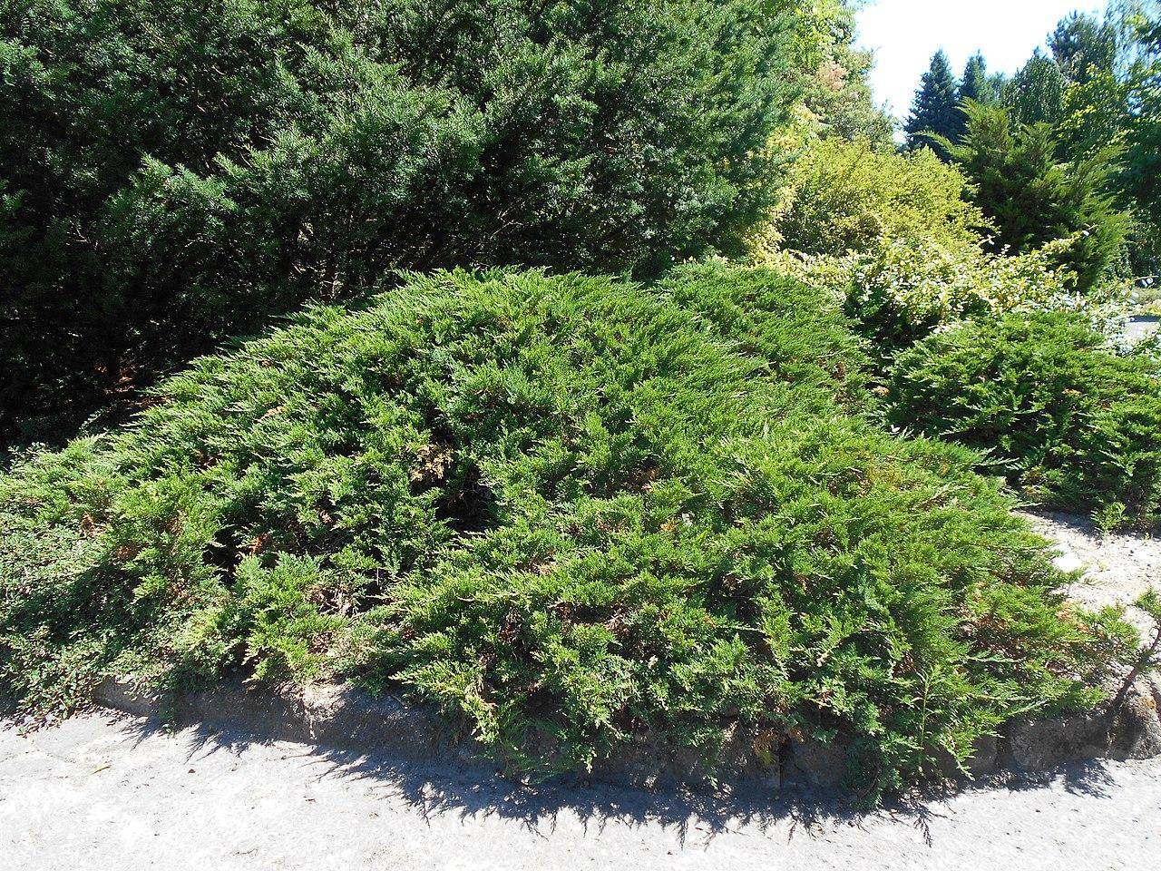 Можжевельник казацкий тамарисцифолия (juniperus sabina tamariscifolia)