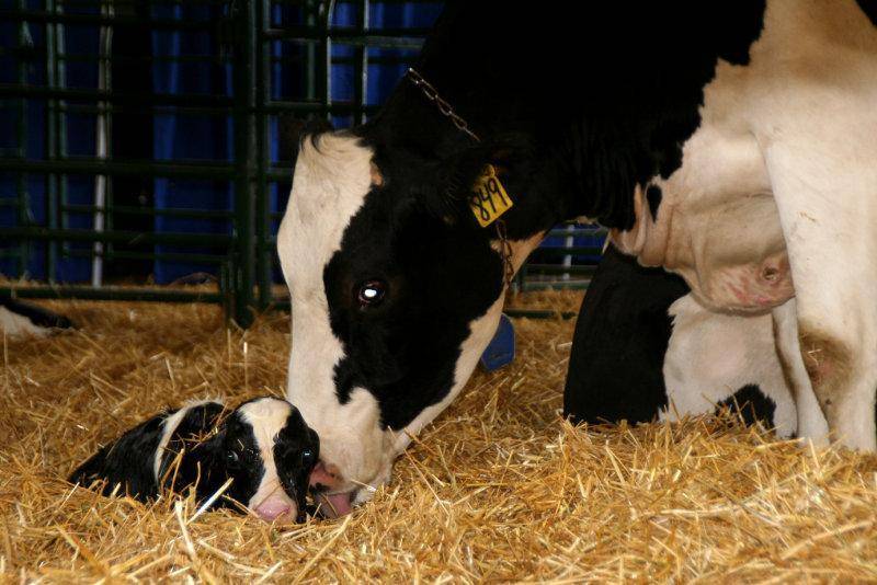Почему у коровы после отёла меньше молока