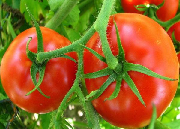Лучшие сорта семян томатов для открытого грунта Ростовской области