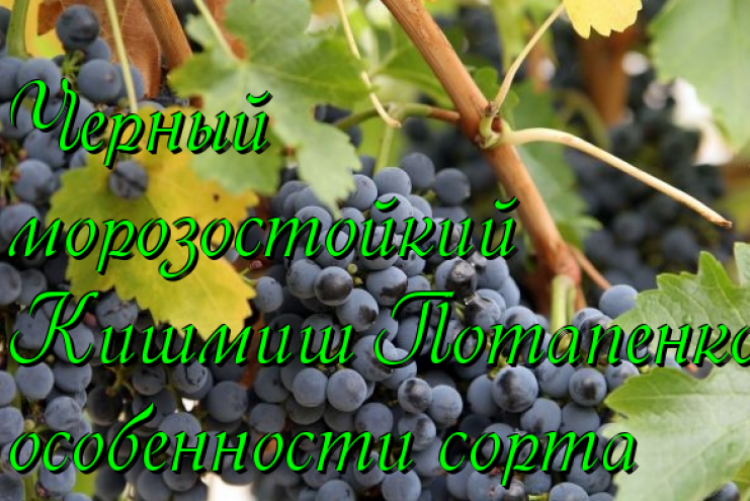 Виноград Шахтер