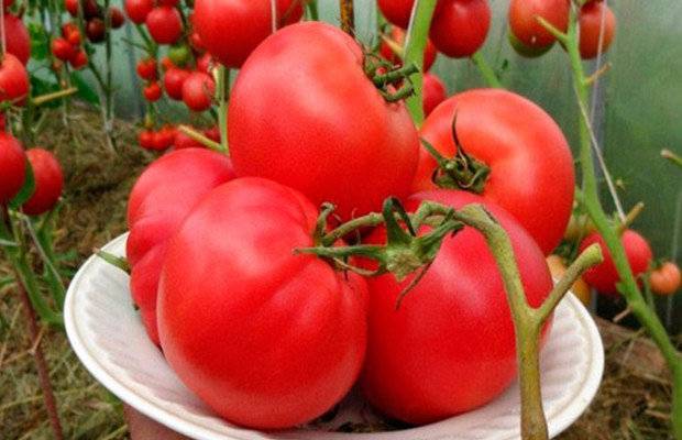 Абаканский розовый томат: характеристика и описание сорта