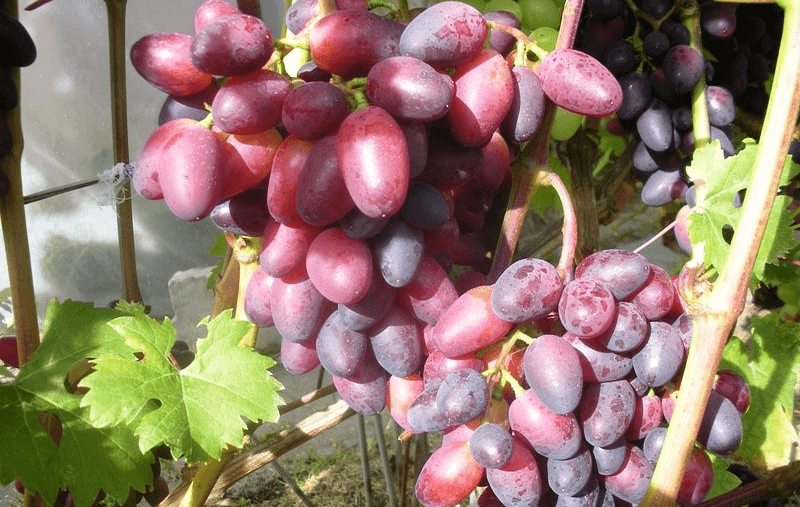 Виноград красотка: особенности сорта и правила ухода