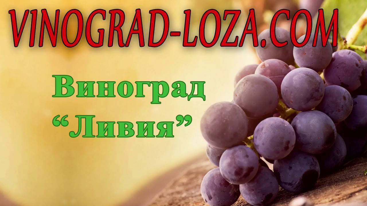 Виноград ливия