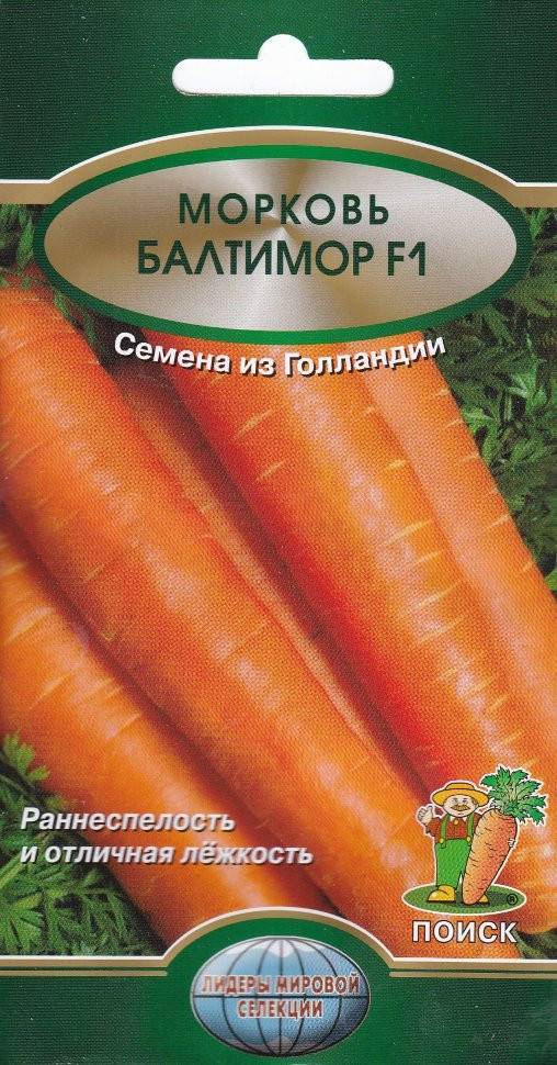 Морковь витаминная 6: описание сорта, отзывы, фото, урожайность