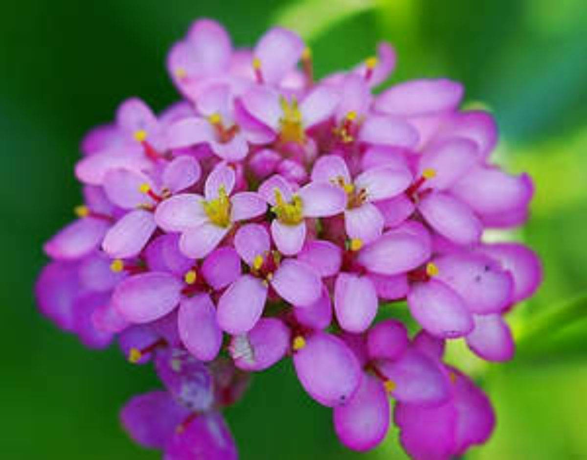 Иберис: посадка и уход в открытом грунте, выращивание из семян, фото цветка