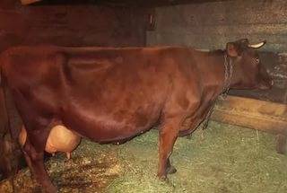 Отличительные черты холмогорской породы коров