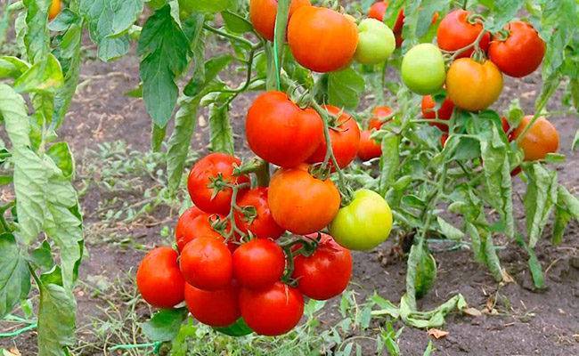 Лучшие сорта штамбовых томатов для открытого грунта и теплиц