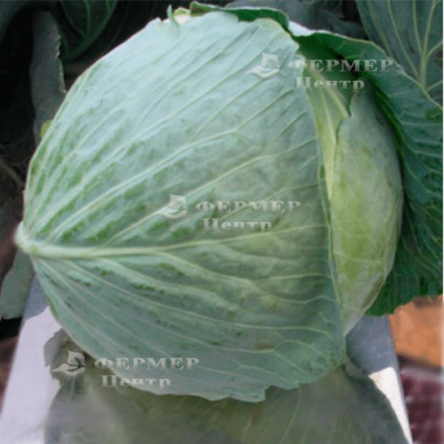 Описание сорта капусты центурион и агротехника выращивания
