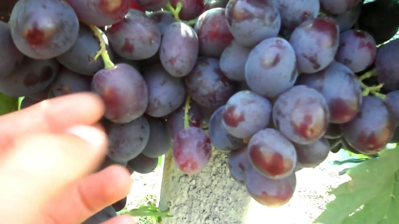 Виноград «эверест» — молодой и перспективный