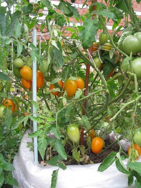 Сорт томатов золотая рыбка — описание и правила выращивания