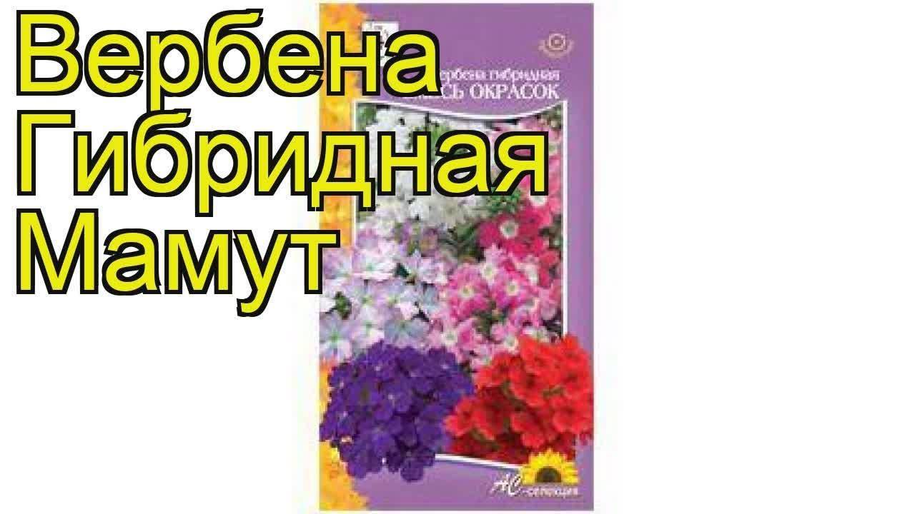 Как собрать семена вербены. Вербена Мамут микс. Вербена гибридная Мамут. Вербена сорт идеал описание. Вербена Мамут фото.