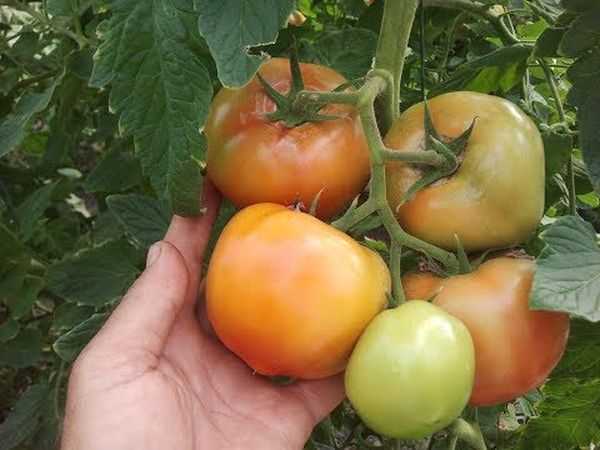 Махитос: описание сорта томата, характеристики помидоров, посев