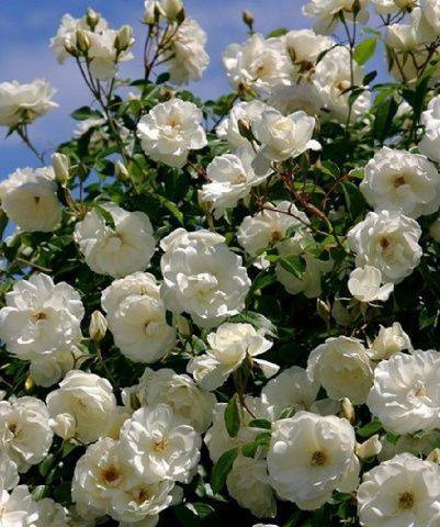 Белые плетистые розы (33 фото): названия и описание сортов, особенности роз «блан мейдиланд» и «кокарда», «айсберг» и других, возможные болезни и вредители