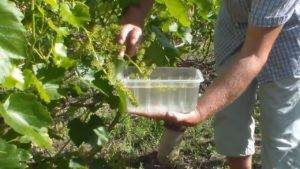 Виноград "долгожданный": описание сорта и отзывы виноградарей