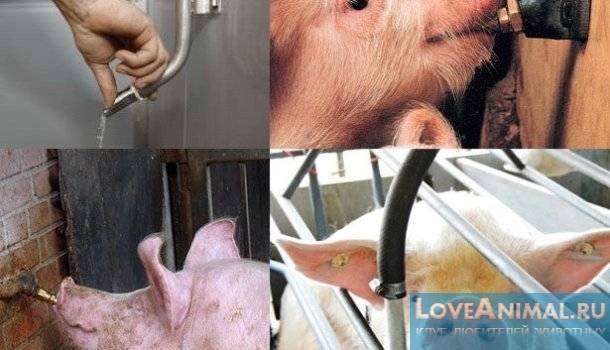 Поилки для свиней: какие бывают и варианты изготовления своими руками
