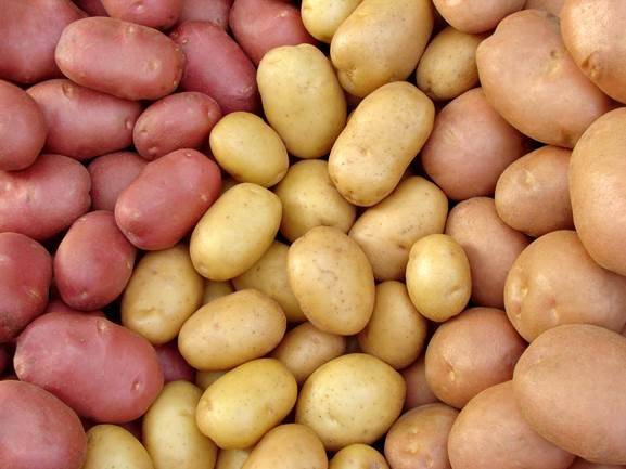 Картофель ласунок — описание сорта, фото, отзывы, посадка и уход