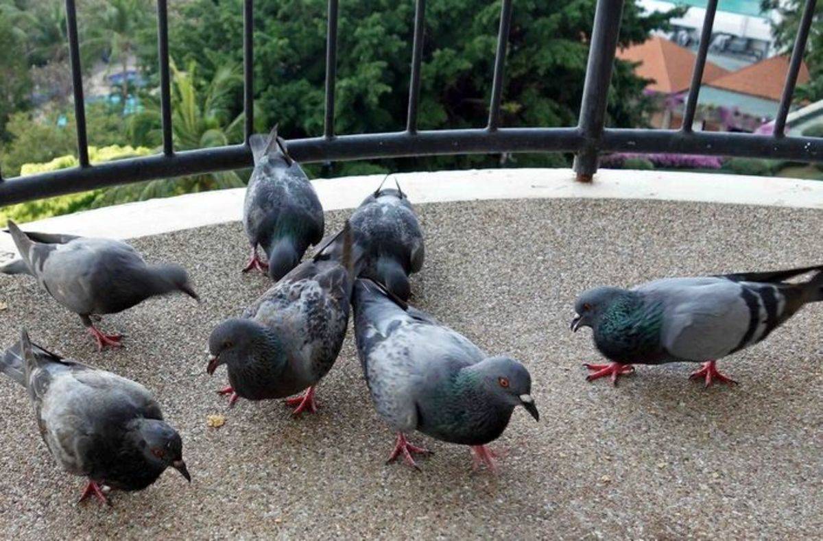 Как избавиться от голубей на балконе — полезные советы