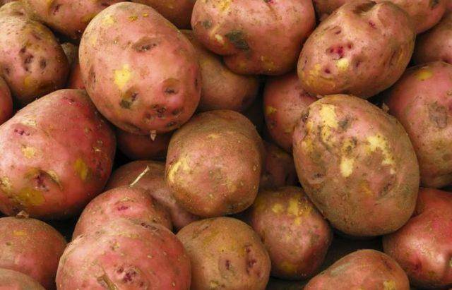 Сорт картофеля «зекура»: характеристика, описание, урожайность, отзывы и фото