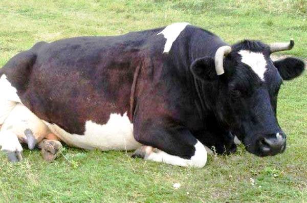 Тимпания крс. опасность и лечение тимпании рубца или вздутия у коров