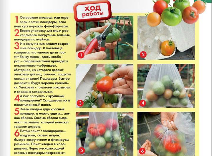 Как ускорить дозревание зеленых помидоров в домашних условиях