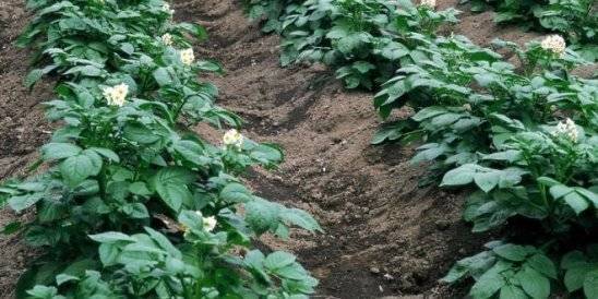 Сроки, сколько растет и созревает картофель от посадки до сбора урожая?