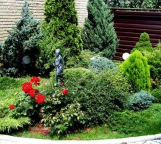 Клематисы: популярные сорта, как выглядит клематис в саду, особенности посадки и ухода