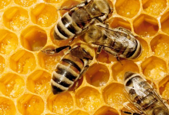 Перечень продуктов пчеловодства и особенности применения