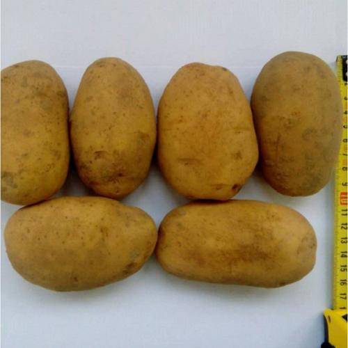 Картофель фермер: характеристика и особенности выращивания сорта
