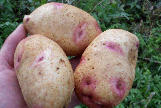 Картофель «гала»: описание сорта, фото, отзывы