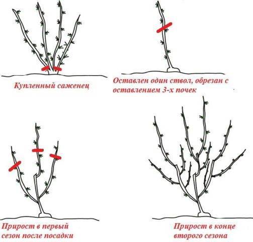 Как обрезать крыжовник весной для начинающих схемы