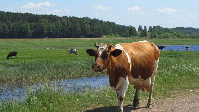 Лечение папилломатоза крупного рогатого скота в условиях личного подсобного хозяйства